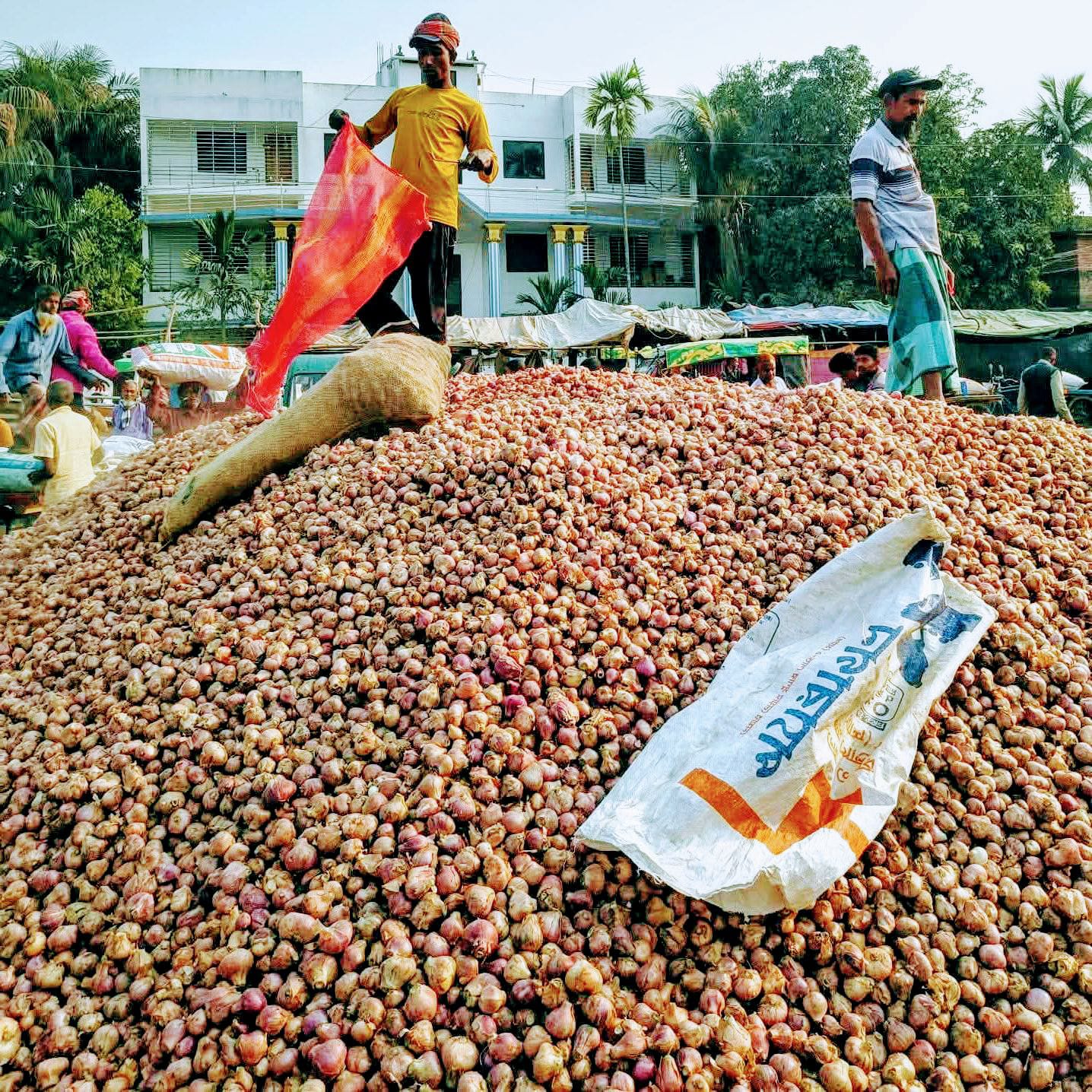 কৃষকের মাথায় হাত- পিঁয়াজের মণ ২০০ থেকে ২৬০ টাকা,ইতিহাসে তলানীতে দাম