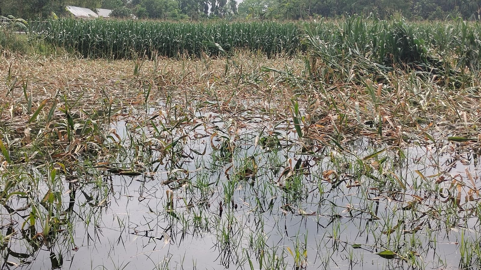 টানা বৃষ্টিতে ভূরুঙ্গামারীতে ফসলের ক্ষতির আশঙ্কা, দুশ্চিন্তায় কৃষক
