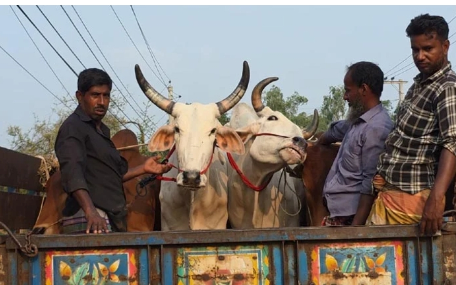 ঠাকুরগাঁও সীমান্ত দিয়ে ঢুকছে ভারতীয় গরু, জানে না প্রশাসন